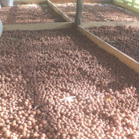 किसानलाई धान काट्ने चटारो (फोटो फिचर)