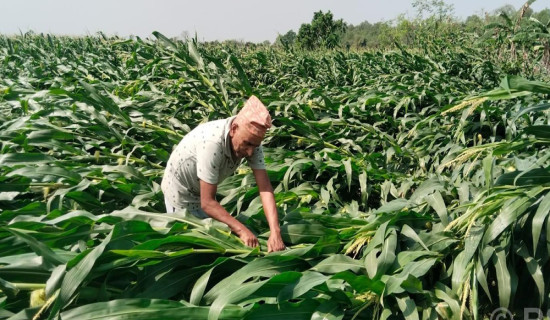 केरा खेतीको बिमा नहुँदा किसान मारमा