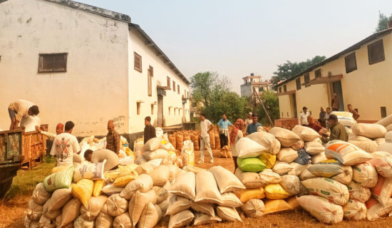 कञ्चनपुरमा एक स्थानबाट मात्रै धान खरिद