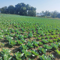 यसपटक भर्ना भएकै दिन पाठ्यपुस्तक हातमा