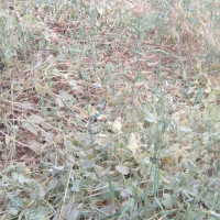 आयोगले बिहीबार निर्वाचन परिणाम राष्ट्रपतिसमक्ष पेस गर्ने