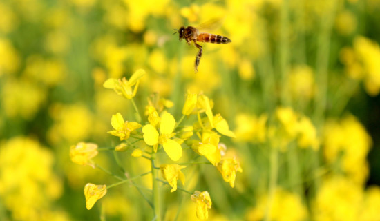 खेतमै बढ्यो तोरीको मूल्य