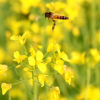 मिटरब्याजीविरुद्ध दुई हजार उजुरी
