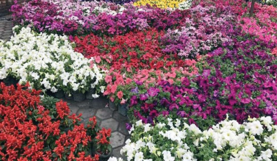 आज यस्तो छ विदेशी मुद्राको विनिमय दर