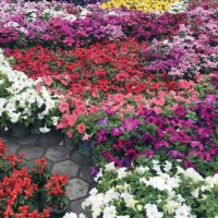 प्रक्रियागत समझदारीमै सीमित