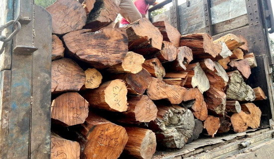 खयरको चोरी बढ्दा स्थानीय आक्रोशित