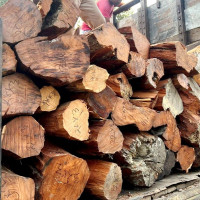 जडीबुटी नदिने ठेकेदारलाई सधैँ ठेक्का