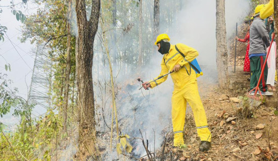 पाक्न लागेको धानमा ‘पोके’ र हावाहुरी