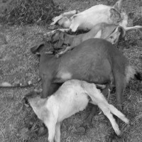 शिक्षक आन्दोलनको दोष सरकारलाई लगाएर कोही उम्किन मिल्दैनः अध्यक्ष ठाकुर