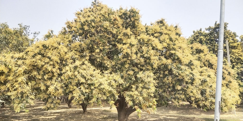 आकासे वर्षाको प्रतीक्षामा आँप किसान