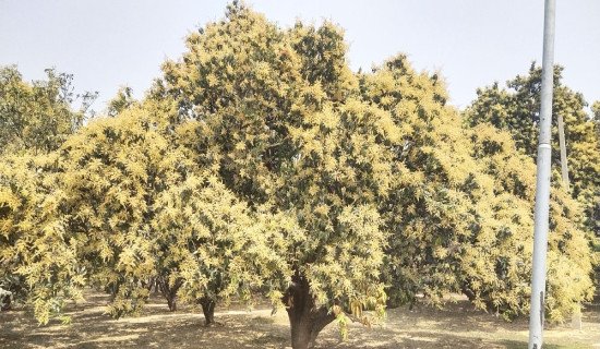 मतदाता फकाउन उम्मेदवारहरु व्यस्त