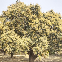 अवैध कपडासहित टेम्पो चालक पक्राउ