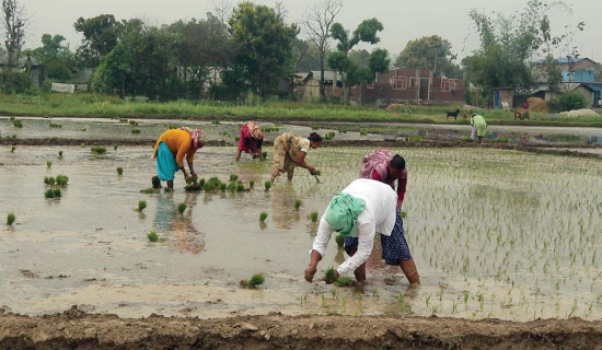 धमाधम रोपाइँ