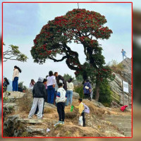 राजमार्गको खम्बागाडे खण्डमा रुख कटानको अनुमति