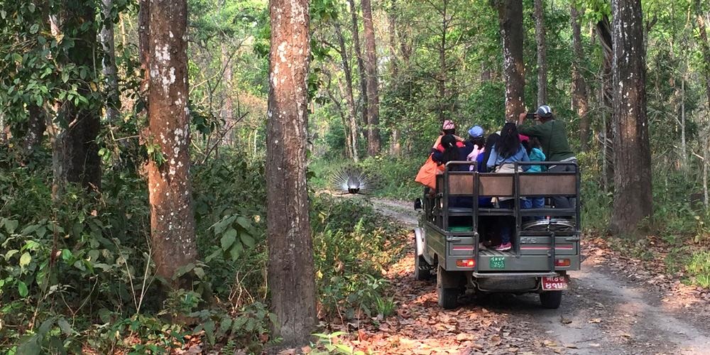 चितवन राष्ट्रिय निकुञ्जमा पर्यटक आगमन बढ्यो