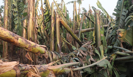 हुरीका कारण केरामा क्षति