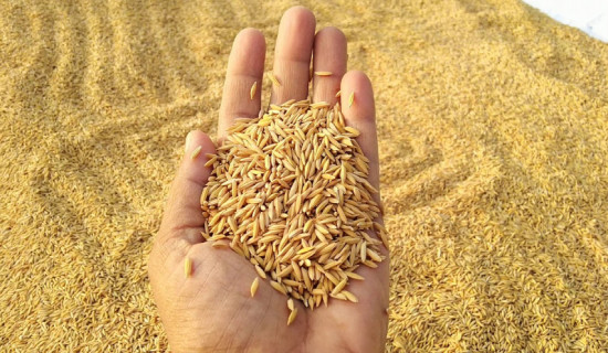 किसानले चैते धानको उचित मूल्य पाएनन्