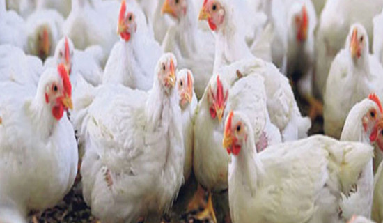 आज चैत्र कृष्ण औँसी घोडेजात्रा पर्व मनाइँदै