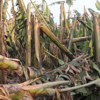 खेतमै उखु सुक्न थालेपछि किसान चिन्तित