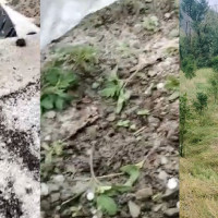 ज्वरो आएपछि राष्ट्रपति भण्डारी शिक्षण अस्पताल भर्ना