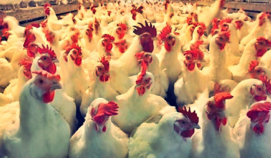 कर्णालीका मुख्यमन्त्री कँडेललाई दोस्रो पटक विश्वासको मत प्राप्त