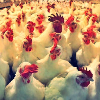 नेप्से परिसूचकमा ४२ अङ्कको वृद्धि, करिब १२ अर्बको कारोबार