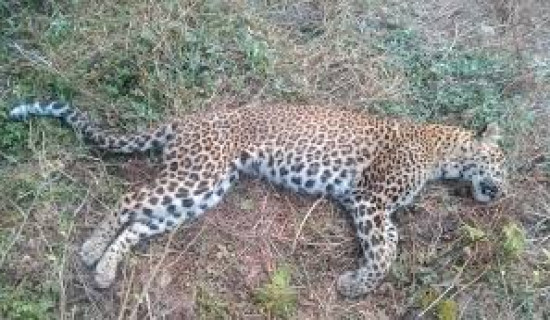 स्याङ्जाको मालुङ्गामा चितुवा मृत फेला