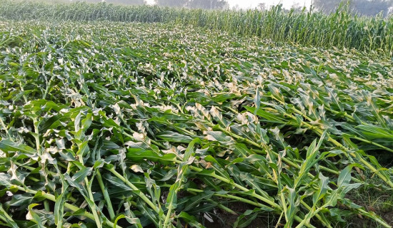 पाँच महिनापछि वर्षा, हावाहुरीले मकै बालीमा क्षति