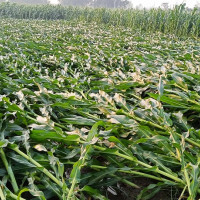 ‘राजस्व चुहावट नियन्त्रणका लागि अन्तरनिकायबिच थप समन्वय आवश्यक छ’