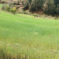 मातृभाषामा शपथ, राष्ट्रिय गौरव