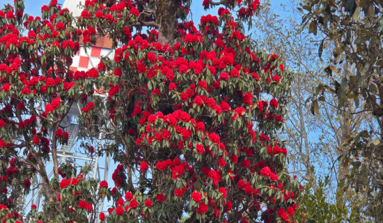 समावेशीकरणको दिशामा नयाँ फड्को : गोरखापत्रद्वारा प्रकाशित बझाङी  भाषा