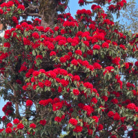 नकुहिने फोहाेर कार्यालय परिसरमै व्यवस्थापन