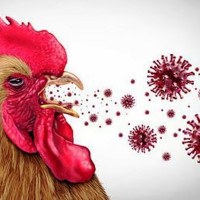 जाडोको छुट्टीमा के गर्दै हुनुहुन्छ ?