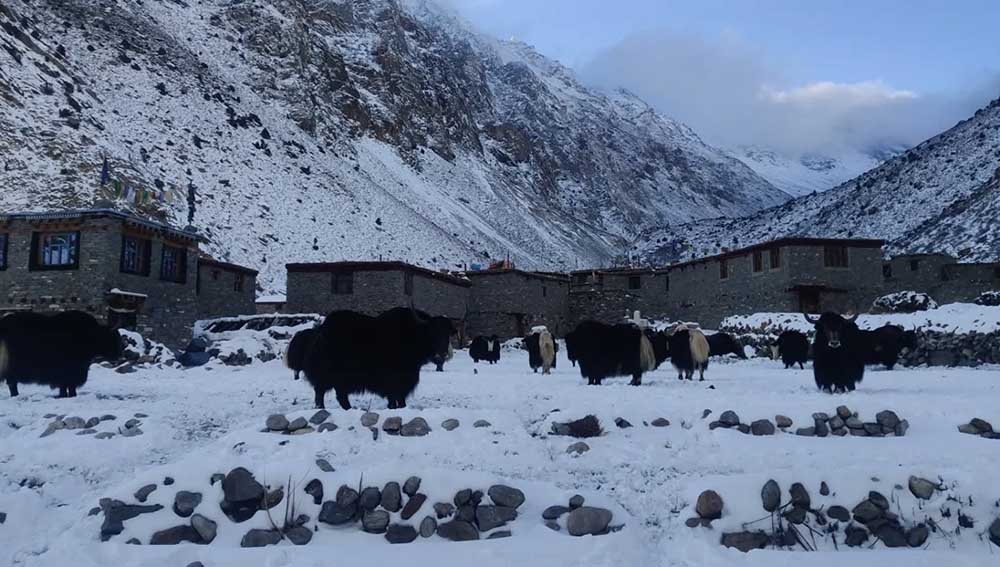 हिमपातपछि लिमीको तापक्रम माइनस १० डिग्री