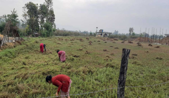केटाकेटी मोबाइलप्रति किन आकर्षित हुन्छन् ?