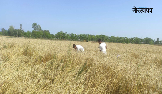 कोशीमा गहुँ खेती खुम्चिँदै