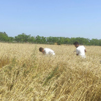 वैदेशिक रोजगारीको अँध्यारो पाटो, ज्यान गुमाउने श्रमिकको सङ्ख्या बढ्दो