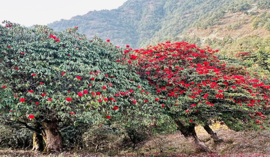 लुम्बिनी प्रदेशको मुख्यमन्त्रीमा आचार्य नियुक्त