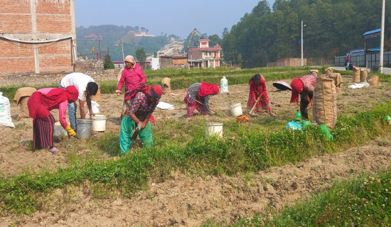 आलु उत्पादक किसान भन्छन्, ‘खनौँ भाउ छैन, नखनौँ कुहिने डर छ’