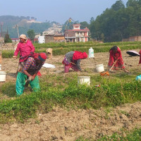 राप्रपामा प्रमुखको जिम्मेवारी हेरफेर