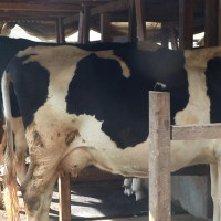 मानव–वन्यजन्तु द्वन्द्व न्यूनीकरण प्रयास