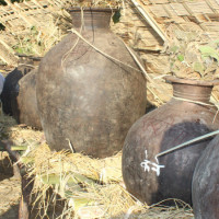 बाघ संरक्षणमा सहअस्तित्वको खाँचो