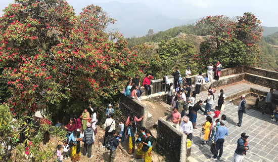 राइनासकोटको लालीगुराँसप्रति पर्यटक आकर्षित