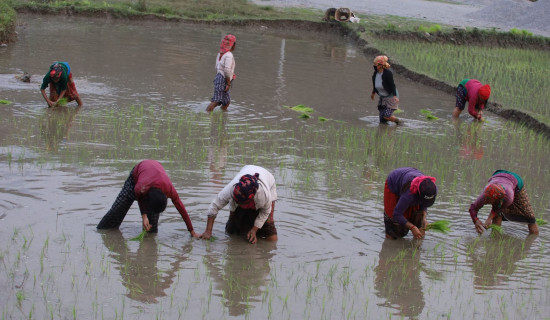 लमजुङमा किन घट्दै छ चैते धान खेती ?