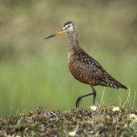 असी करोड आठ लाख राजस्व सङ्कलन