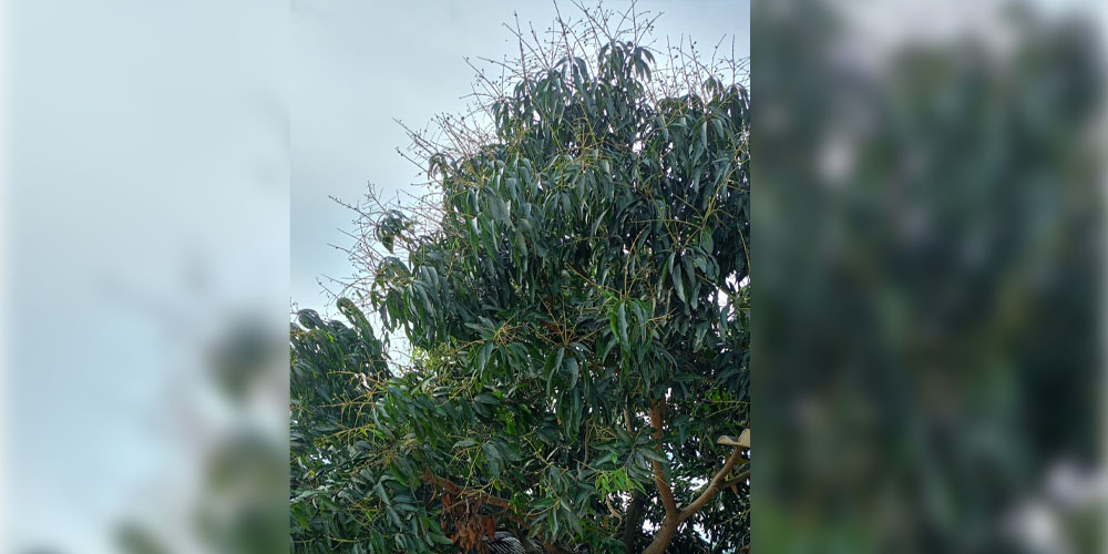 बेमौसमी वर्षाले मधुवा किरा नष्ट : आँपमा फाइदा