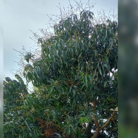 पाँचथरमा गाउँपालिका उपाध्यक्ष र पत्रकारमाथि कुटपिट