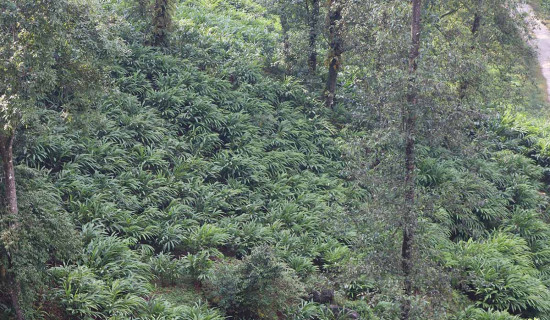 वर्षा भएपछि किसान खुशी