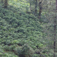 राजनीतिक दलसम्बन्धी ऐनमा फरक सुझाव