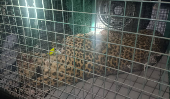 कांग्रेस केन्द्रीय समिति बैठक सम्पन्न : सभापति गगन थापाको राजीनामा सर्वसम्मतिले अस्वीकृत